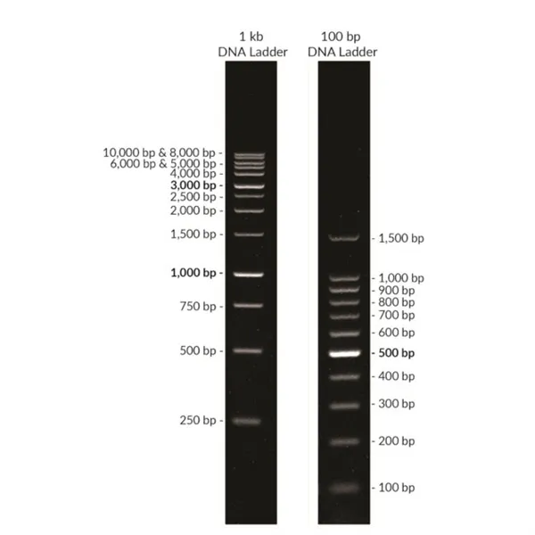 100 bp DNA Ladder in TE buffer