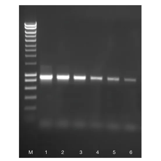 ACCUZYME DNA Polymerase