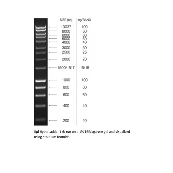 HyperLadder  1kb