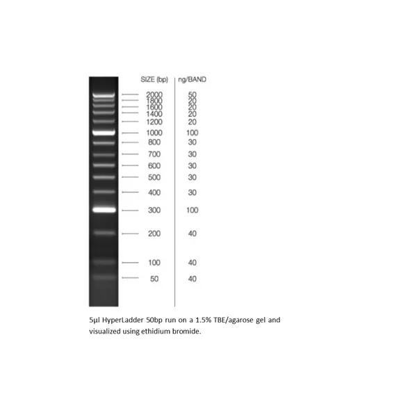 HyperLadder 50bp, formally HyperLadder II