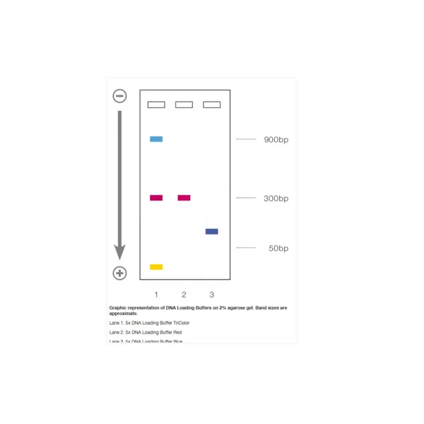 DNA Loading Buffer Blue, 5x