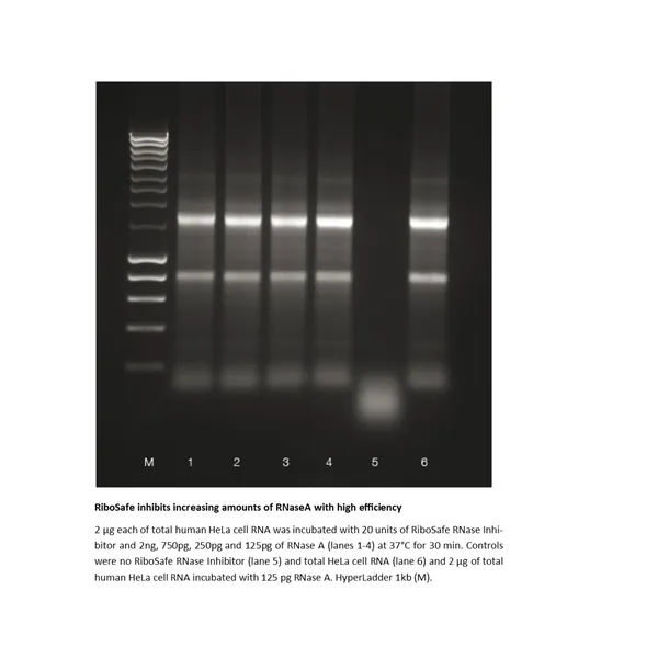 RiboSafe Rnase Inhibitor