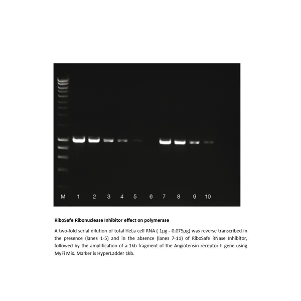 RiboSafe Rnase Inhibitor