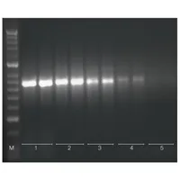 Tetro cDNA Synthesis Kit
