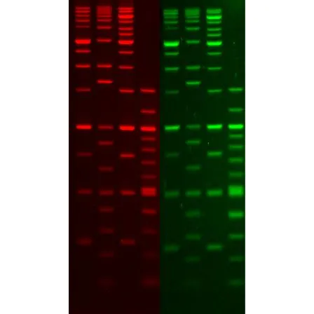 Ready-to-Use 100 bp DNA Ladder