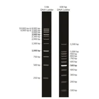 100 bp DNA Ladder in TE buffer