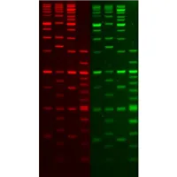 GelRed Nucleic Acid Stain, 10,000X in DMSO, bulk pack