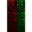 GelGreen Nucleic Acid Stain, 10,000X in DMSO