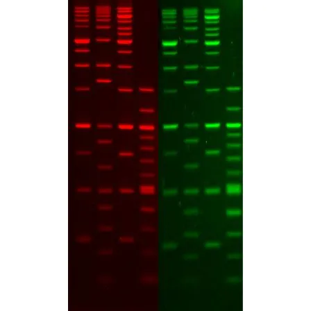 GelGreen Nucleic Acid Stain, 10,000X in DMSO