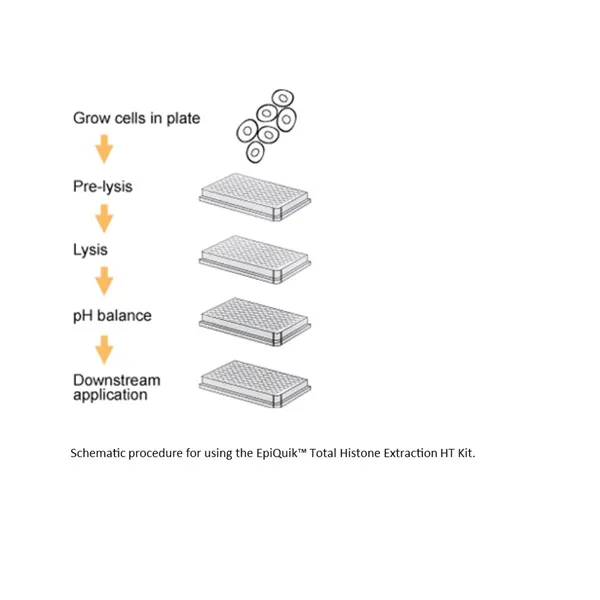 EpiQuik Total Histone Extraction HT Kit 