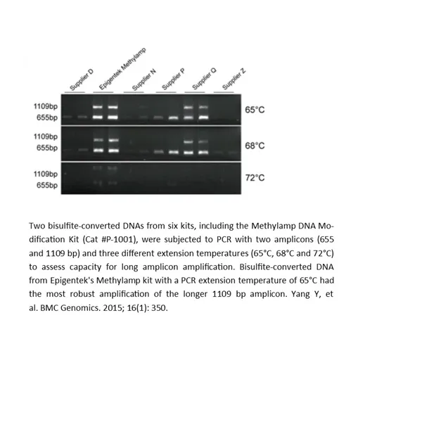 MethylampTM DNA Modification Kit