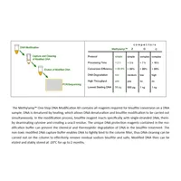 MethylampTM One-Step DNA Modification Kit