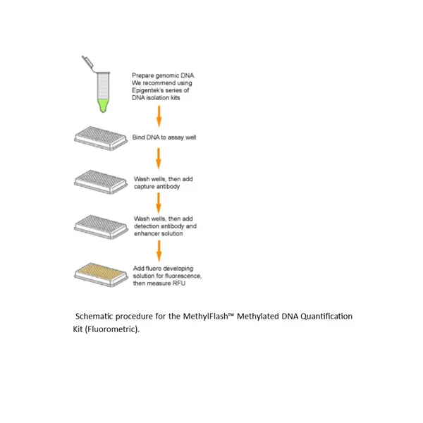 MethylFlash Methylated DNA Quantification Kit (Fluorometric)