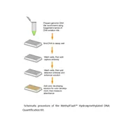 MethylFlash Hydroxymethylated DNA Quantification Kit (Colorimetric)