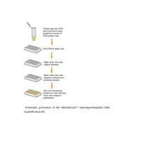 MethylFlash Hydroxymethylated DNA Quantification Kit (Fluorometeric) 