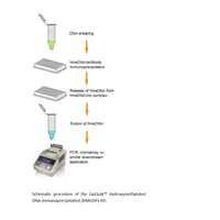 EpiQuik Hydroxymethylated DNA Immunoprecipitation (hMeDIP) Kit
