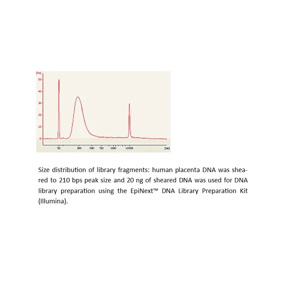 EpiNext DNA Library Preparation Kit (Illumina) (12 reactions) 