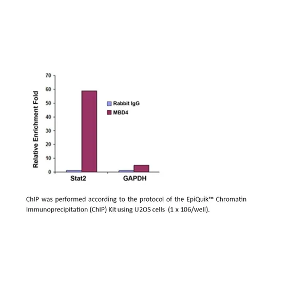 EpiQuik Chromatin Immunoprecipitation (ChIP) Kit 