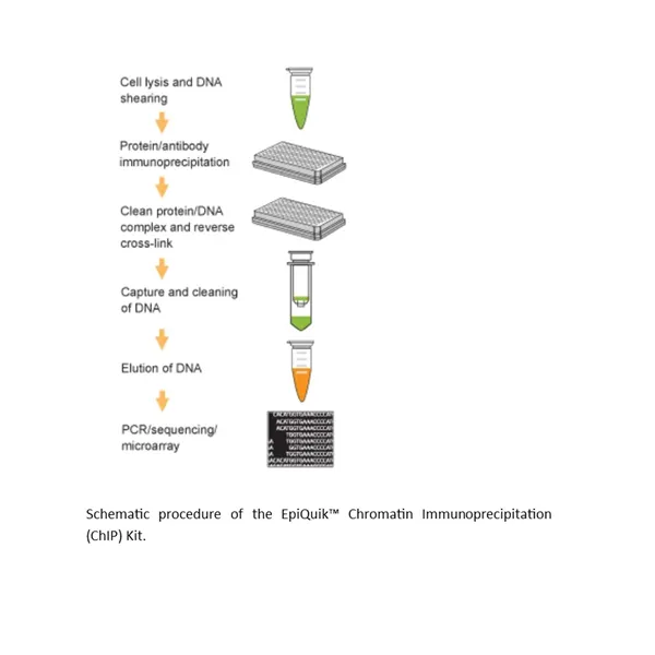 EpiQuikTM Chromatin Immunoprecipitation (ChIP) Kit