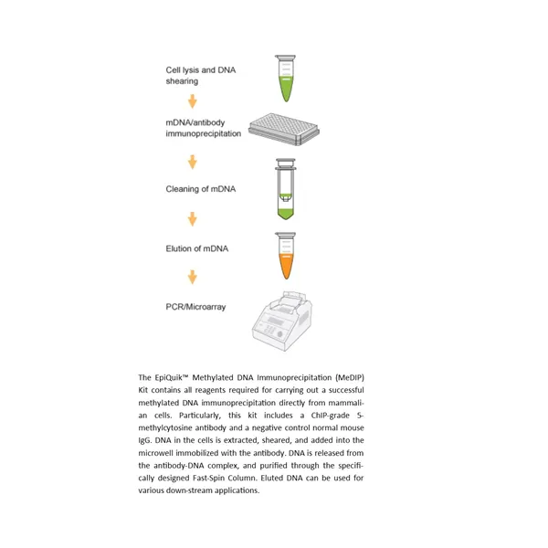 EpiQuik Methylated DNA Immunoprecipitation Kit