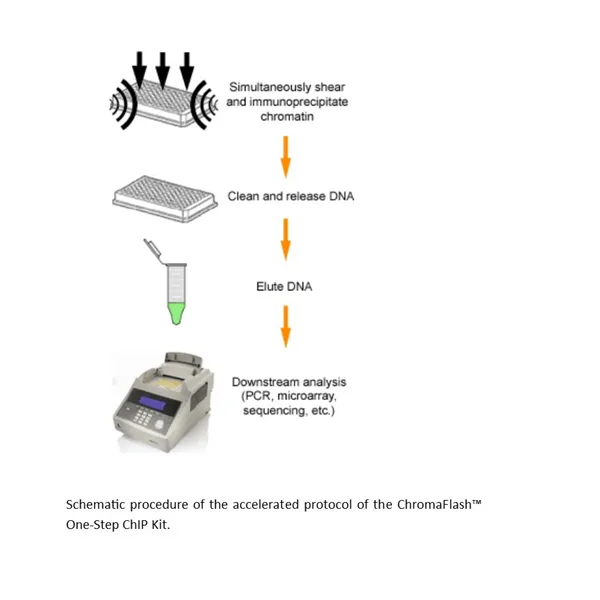 ChromaFlash One-Step ChIP Kit (48 reactions)