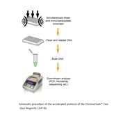 ChromaFlash One-Step Magnetic ChIP Kit