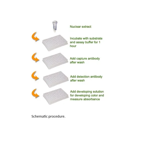 EpiQuik Histone Methyltransferase Activity/Inhibition Assay Kit (H3-K4) i