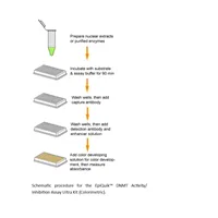 EpiQuik DNMT Activity/Inhibition Assay Ultra Kit