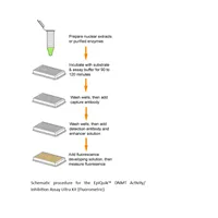 EpiQuik DNMT Activity/Inhibition Assay Ultra Kit (Fluorometeric)