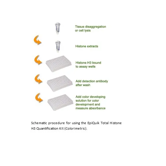 EpiQuik Total Histone H3 Quantification Kit (Colorimetric) 