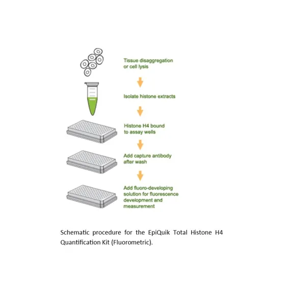 EpiQuik Total Histone H4 Quantification Kit (Fluorometric)