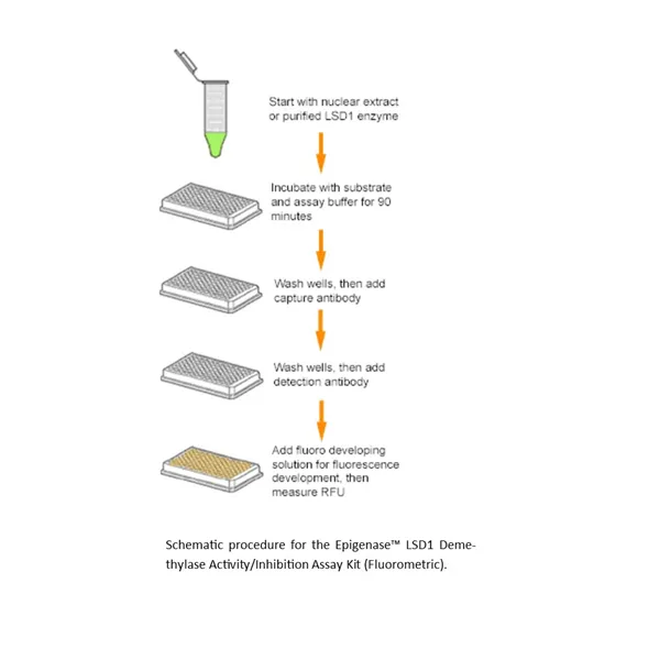 Epigenase LSD1 Demethylase Activity/Inhibition Assay Kit (Fluorometeric)