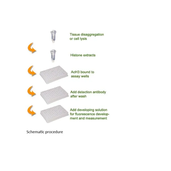 EpiQuik Total Histone H3 Acetylation Detection Fast Kit (Fluorometeric)