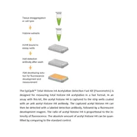 EpiQuik Total Histone H4 Acetylation Detection Fast Kit (Fluorometeric)