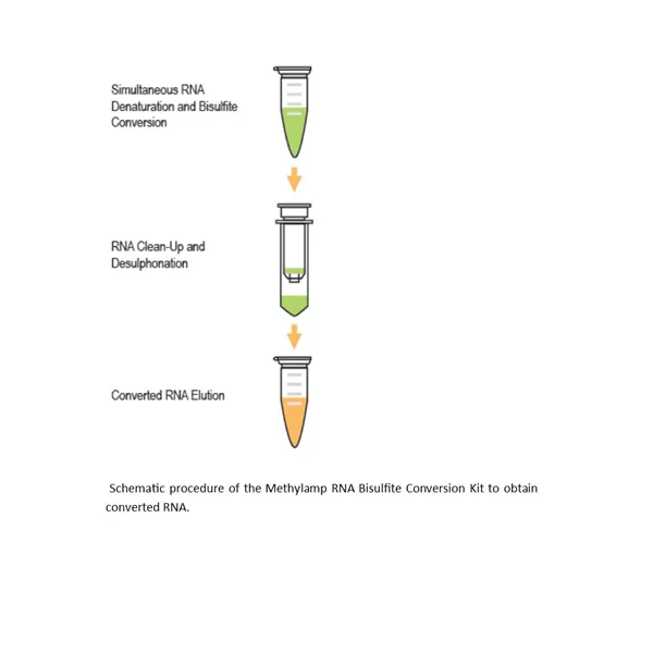 Methylamp RNA Bisulfite Conversion Kit 