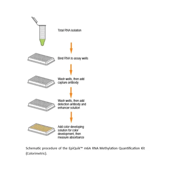 EpiQuik m6A RNA Methylation Quantification Kit (Colorimetric)