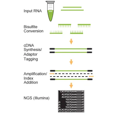 EpiNext 5-mC RNA Bisulfite-Seq Easy Kit (Illumina) 